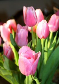 Tulips I