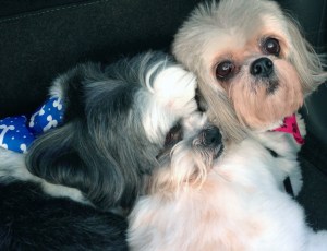 E and N April 1, 2013 II