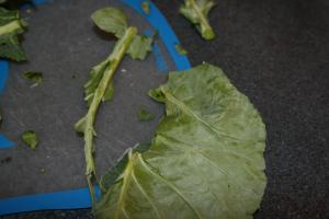 New Kicked Up Collards II