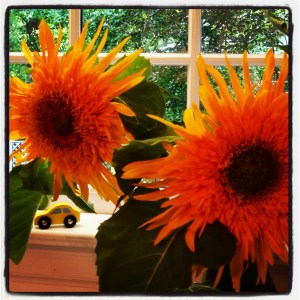 sunflowers