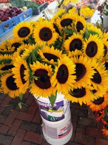 Sunflowers Almost as Amazing as Ben's