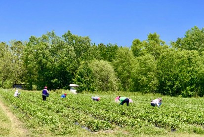 Strawberry Fields II
